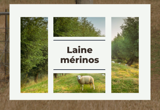 La laine mérinos